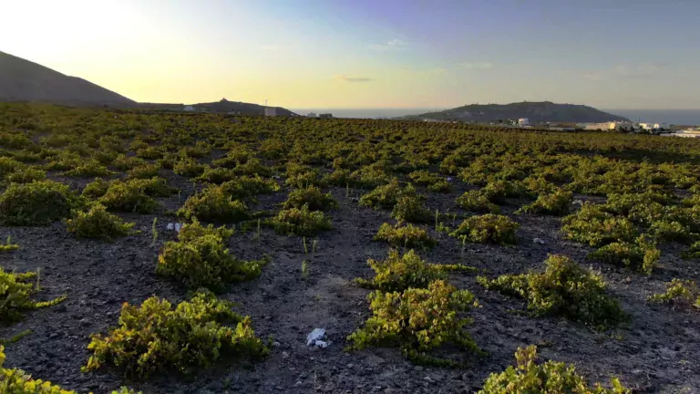 Private Morning Tour: Santorini Wine Adventure