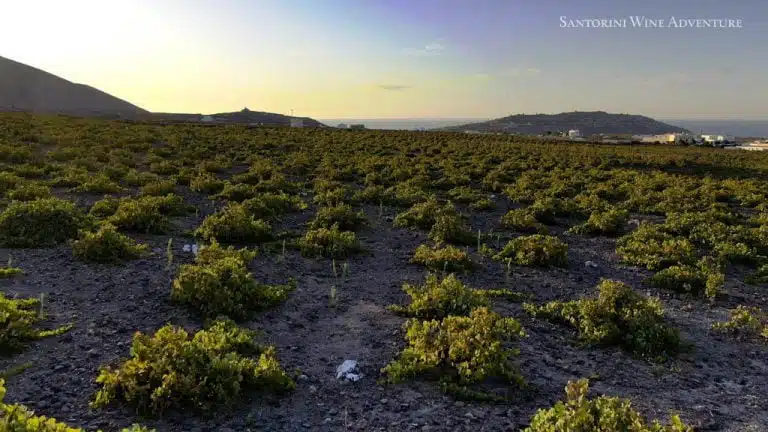 Treasures of Ancient Akrotiri and Santorini Wineries