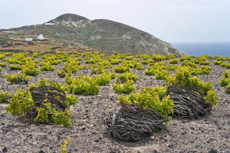 Treasures of Ancient Akrotiri and Santorini Wineries